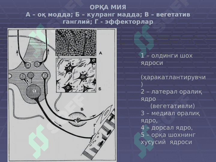 Nerv tizimi. Sezuv a'zolari | НЕРВ ТИЗИМИ, СЕЗУВ АЪЗОЛАРИ 6
