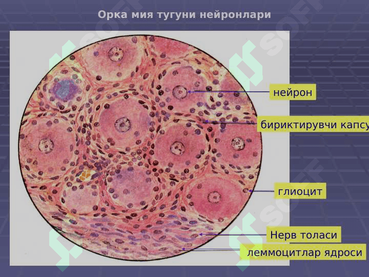 Nerv tizimi. Sezuv a'zolari | НЕРВ ТИЗИМИ, СЕЗУВ АЪЗОЛАРИ 8
