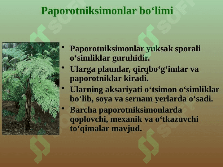 PAPOROTNIKLAR bo`limi pptx 2