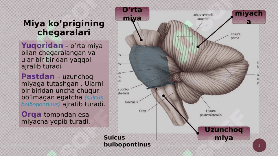 Miya ko'prigi va miyyacha 5