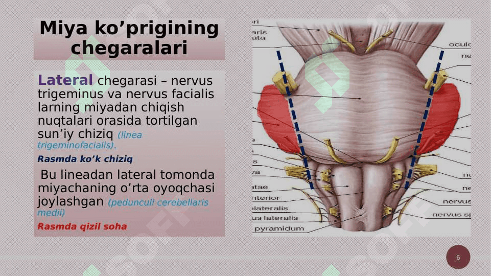 Miya ko'prigi va miyyacha 6