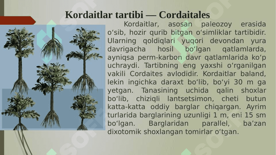 Qarag‘aytoifa yoki ochiq urug‘lilar (Pinophyta) bo‘limi pptx 3
