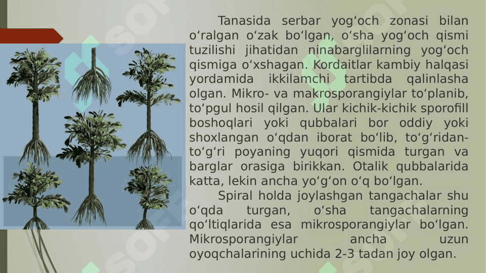 Qarag‘aytoifa yoki ochiq urug‘lilar (Pinophyta) bo‘limi pptx 4