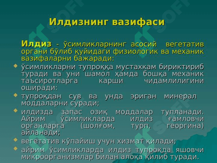Илдиз ва илдизлар тизими pptx 4