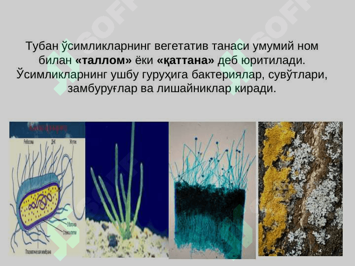 ТУБАН ЎСИМЛИКЛАР. Сувўтлари.  pptx 8