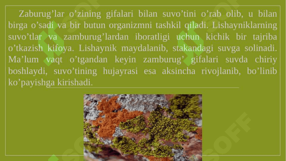 lishayniklar bo`limi pptx 4