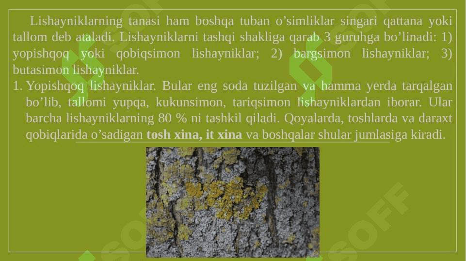 lishayniklar bo`limi pptx 6