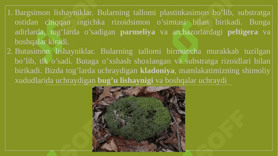lishayniklar bo`limi pptx 7
