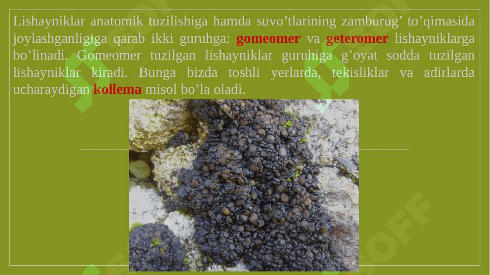 lishayniklar bo`limi pptx 8