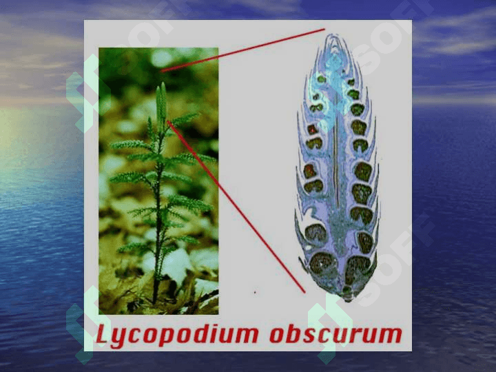 Плаунтоифа (Lycopodiophyta)        ўсимликлар pptx 4
