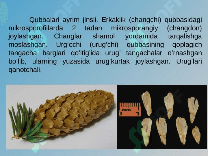 QARAG’AYNAMOLAR (PINALES) QABILASI pptx 3