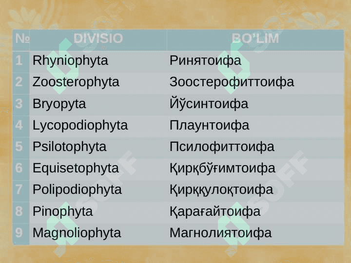 Гулли ўсимликлар, Магнолиятоифалилар (Magnoliophyta), Ёпиқуруғлилар (Angyospermae) pptx 7