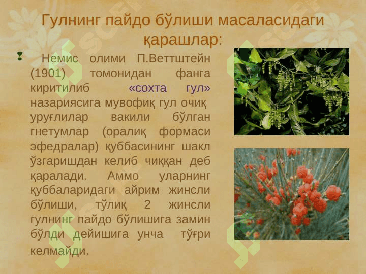 Гулли ўсимликлар, Магнолиятоифалилар (Magnoliophyta), Ёпиқуруғлилар (Angyospermae) pptx 8
