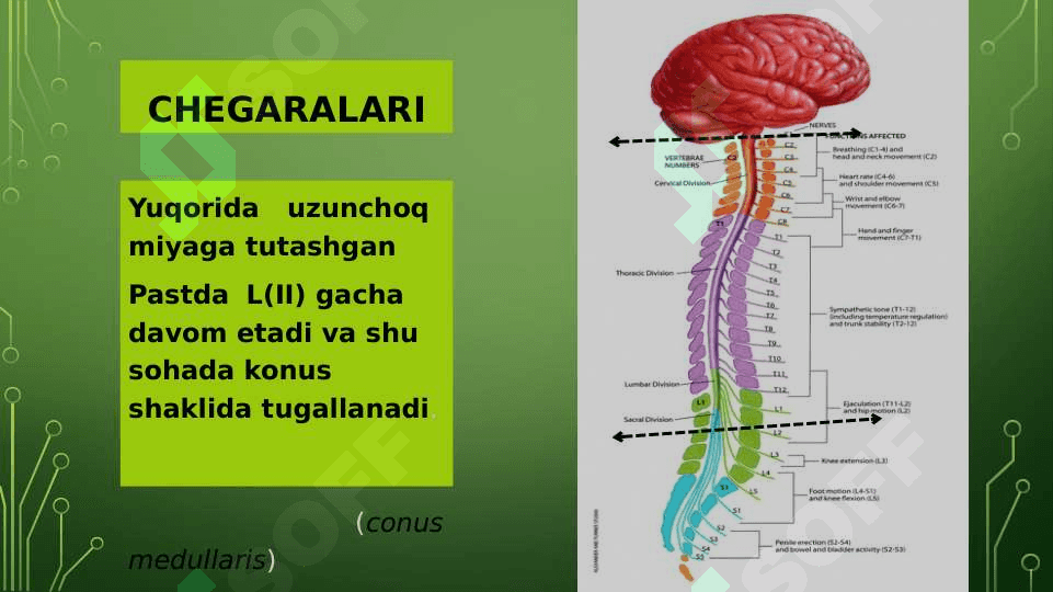 Orqa miya anatomiyasi 2