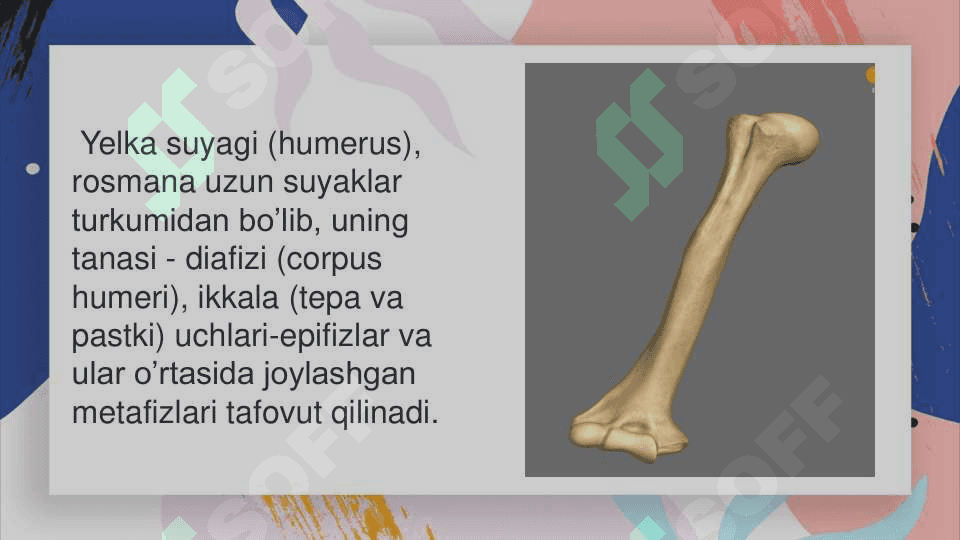 Qolning erkin turgan bolimidagi suyaklar. Qo’lning kamari suyaklari va ularning birikishi 3