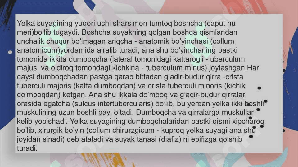 Qolning erkin turgan bolimidagi suyaklar. Qo’lning kamari suyaklari va ularning birikishi 4