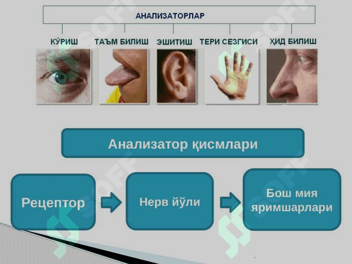 Анализаторларнинг тузилиши ва аҳамияти 4