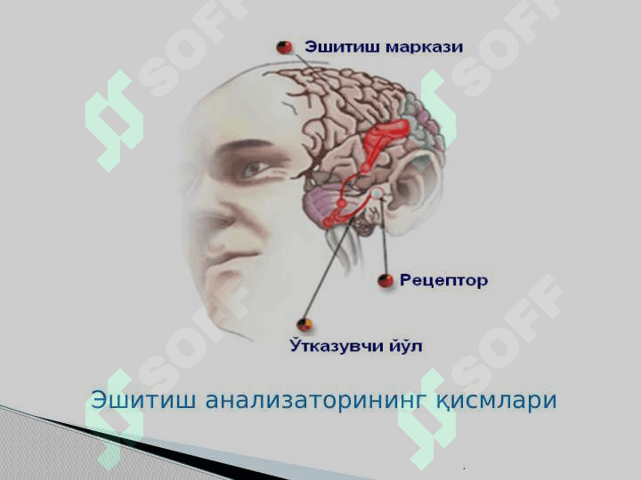Анализаторларнинг тузилиши ва аҳамияти 8