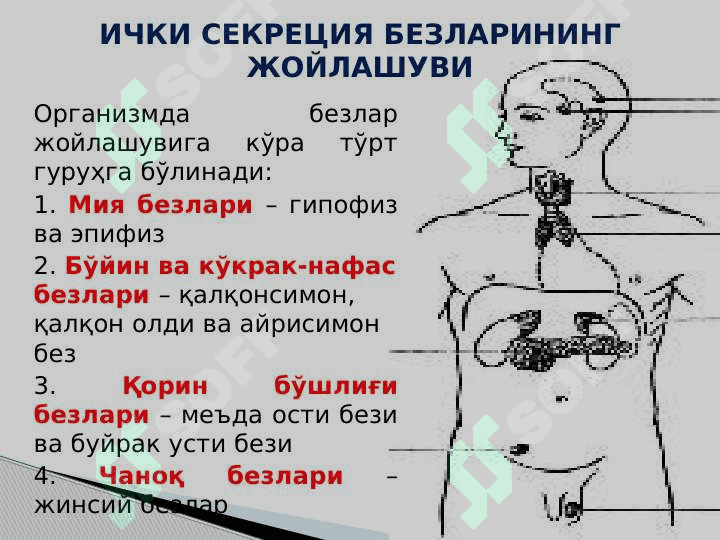 Ички секреция безларининг тузилиши ва аҳамияти 4