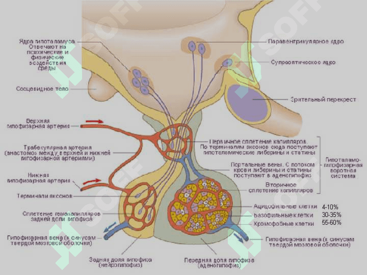 Ички секреция безларининг тузилиши ва аҳамияти 7