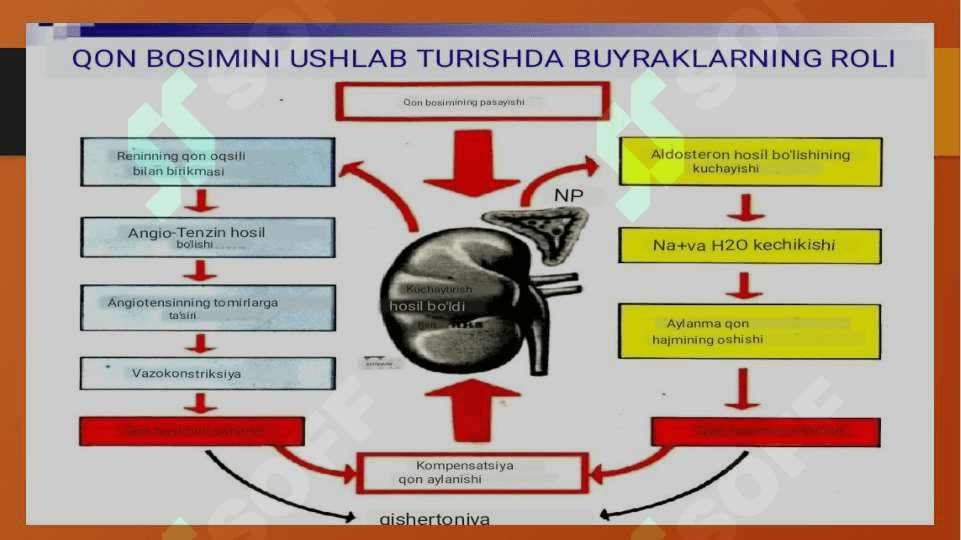 Arterial bosimning boshqariluvida buyraklarning roli 3
