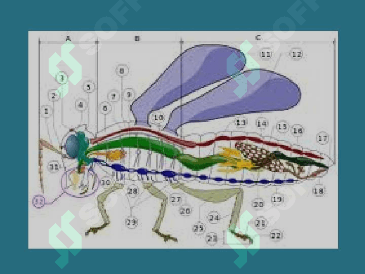 HASHOROTLAR BIOLOGIYASI 3