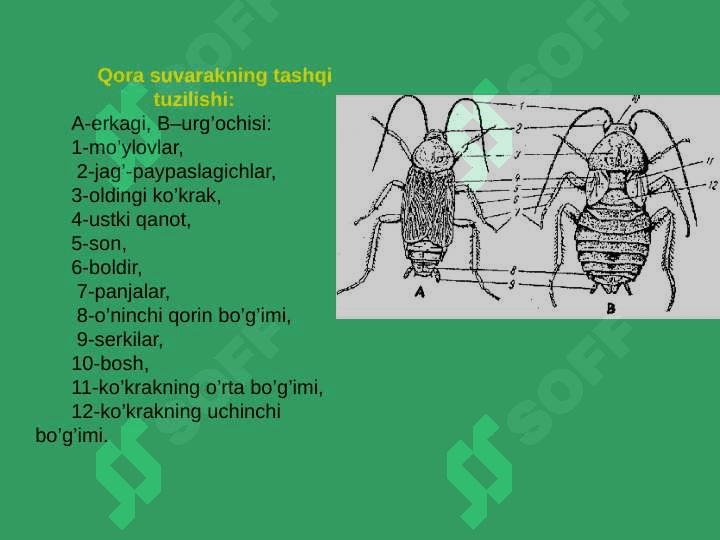 HASHOROTLAR BIOLOGIYASI 4