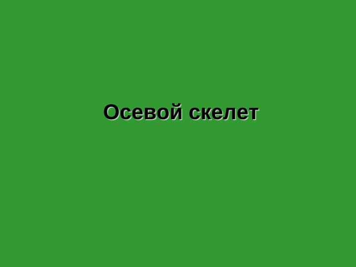 Осевой скелет 1