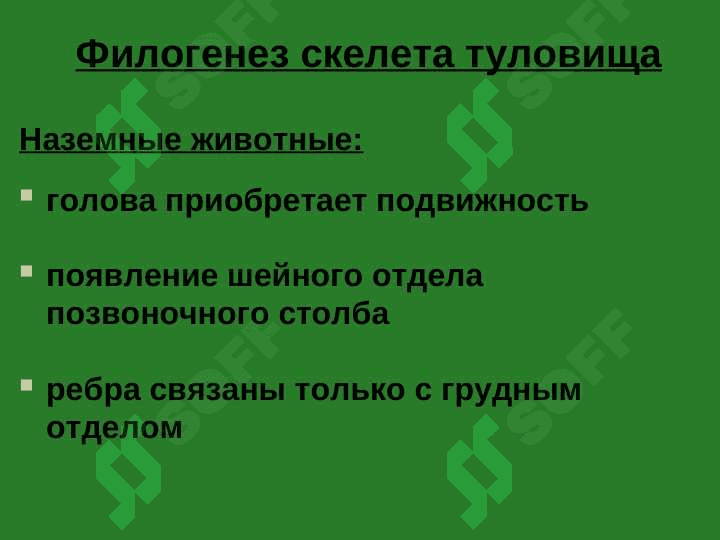 Осевой скелет 5