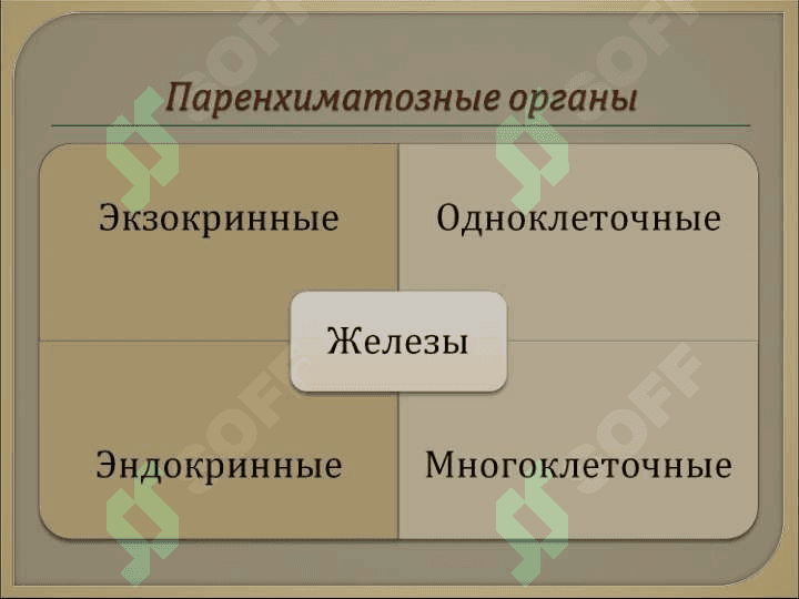 Спланхнология 6