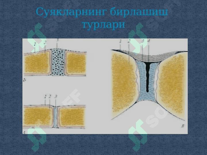 SYNDESМOLOGIYA-СУЯКЛАРНИНГ ЎЗАРО БИРИКИШИ 4