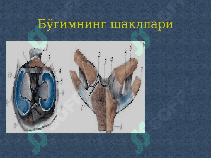 SYNDESМOLOGIYA-СУЯКЛАРНИНГ ЎЗАРО БИРИКИШИ 6
