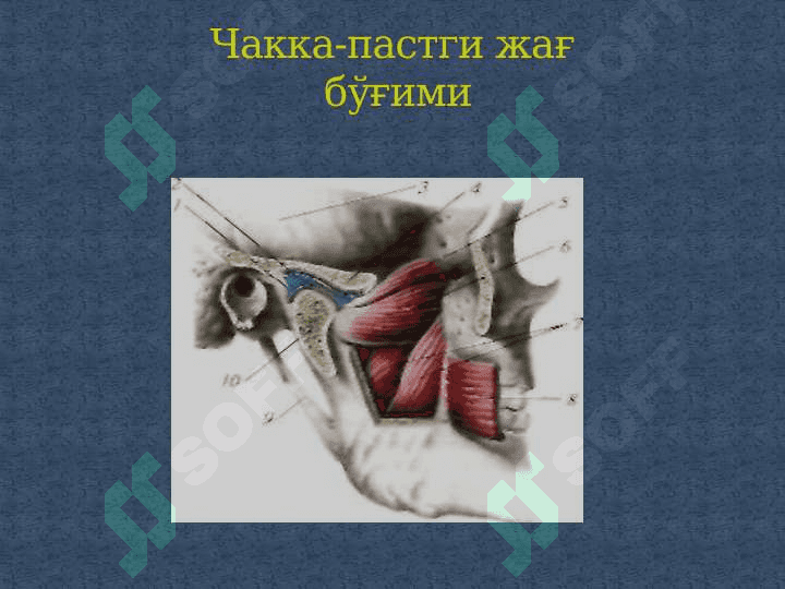 SYNDESМOLOGIYA-СУЯКЛАРНИНГ ЎЗАРО БИРИКИШИ 8