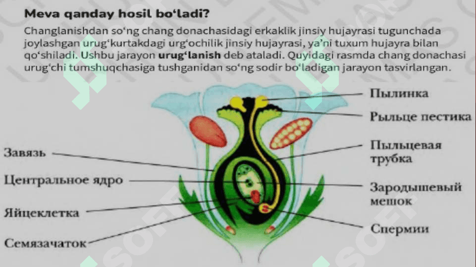 Gulli o'simliklarning ko'payishi 2