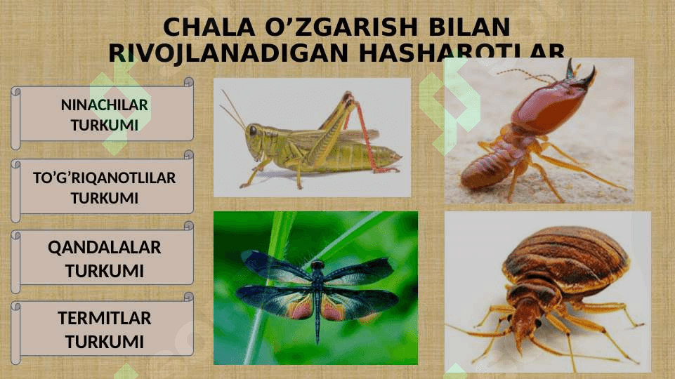 CHALA O’ZGARISH BILAN RIVOJLANADIGAN HASHAROTLAR 2