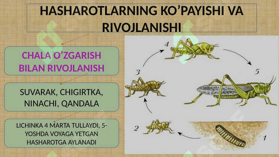 CHALA O’ZGARISH BILAN RIVOJLANADIGAN HASHAROTLAR 3