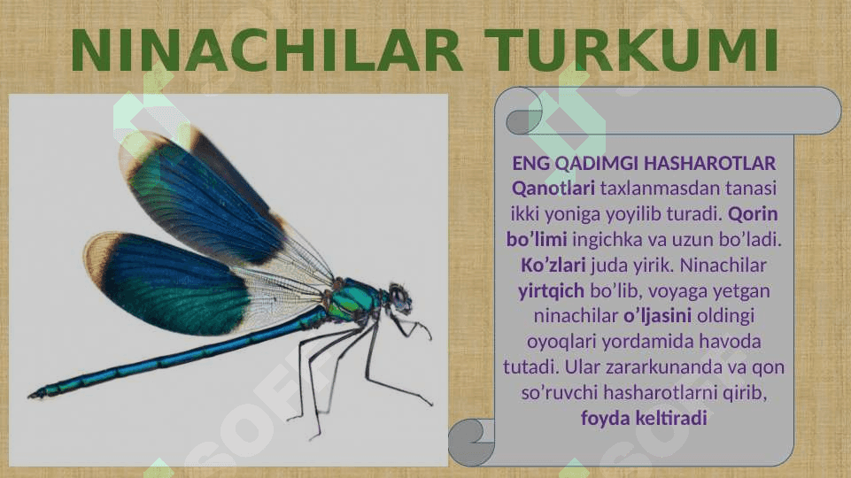 CHALA O’ZGARISH BILAN RIVOJLANADIGAN HASHAROTLAR 4
