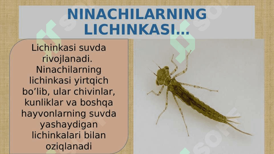 CHALA O’ZGARISH BILAN RIVOJLANADIGAN HASHAROTLAR 5