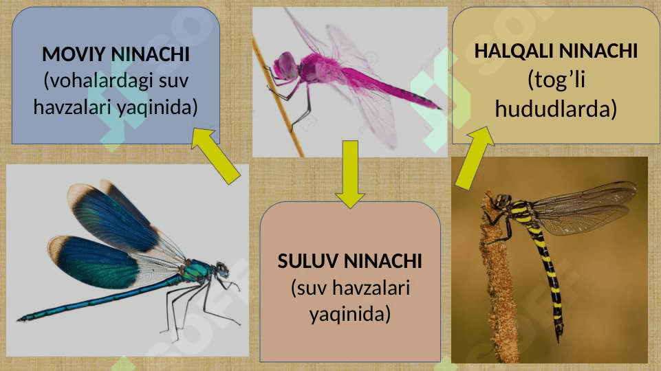CHALA O’ZGARISH BILAN RIVOJLANADIGAN HASHAROTLAR 6