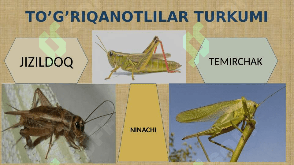 CHALA O’ZGARISH BILAN RIVOJLANADIGAN HASHAROTLAR 7