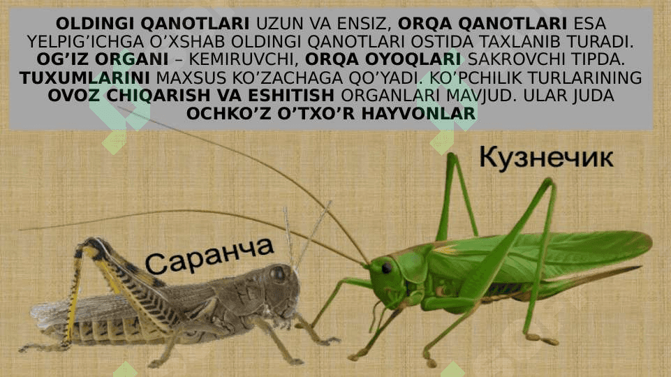CHALA O’ZGARISH BILAN RIVOJLANADIGAN HASHAROTLAR 8