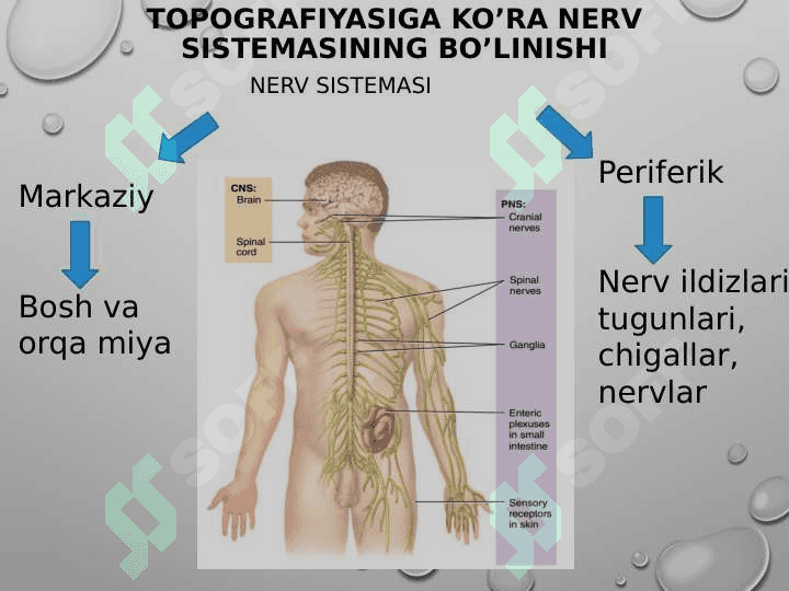 ORQA MIYANING REFLEKTOR VA O’TKAZUVCHANLIK FAOLIYATI 3
