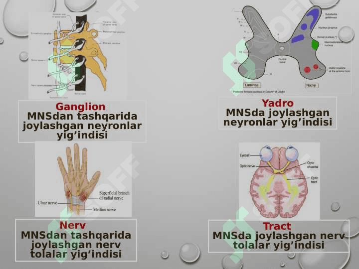 ORQA MIYANING REFLEKTOR VA O’TKAZUVCHANLIK FAOLIYATI 4