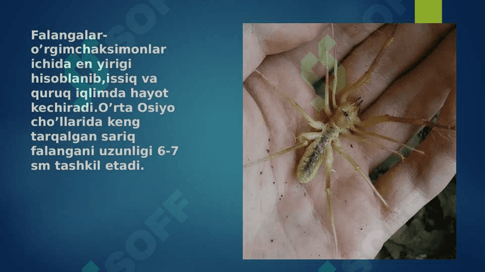 O'rgimchaksimonlar sinfi 3