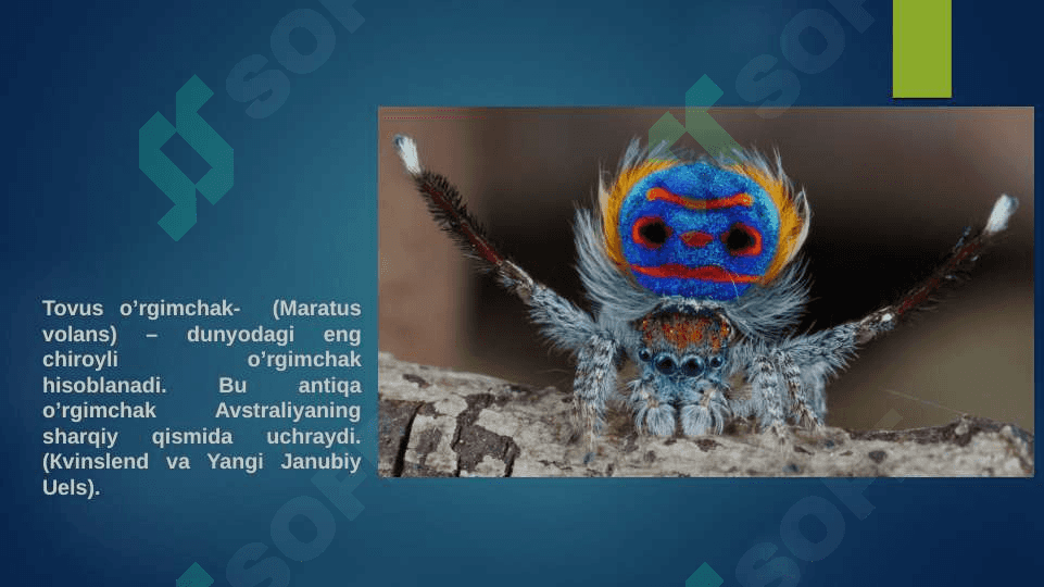 O'rgimchaksimonlar sinfi 4