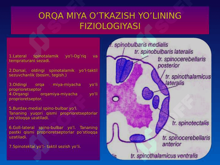MARKAZIY NERV TIZIMINING FIZIOLOGIYASI 4