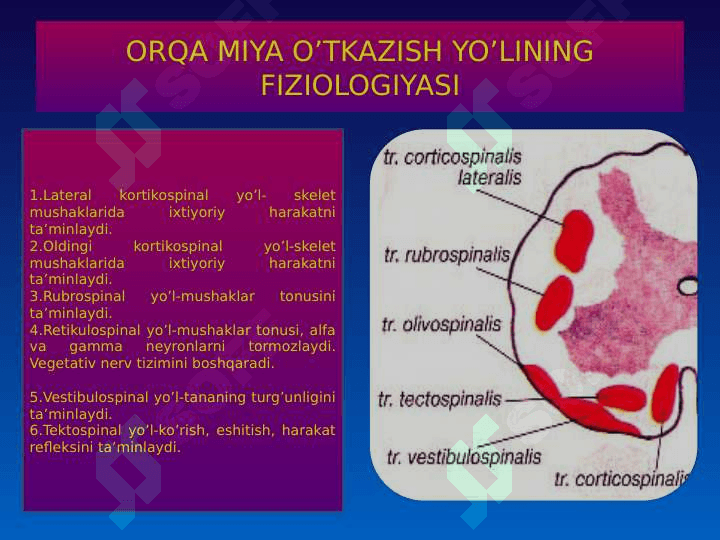 MARKAZIY NERV TIZIMINING FIZIOLOGIYASI 5
