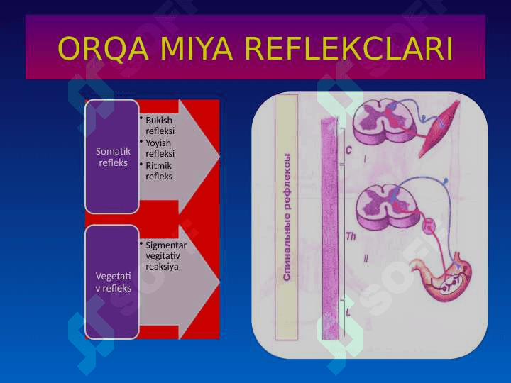 MARKAZIY NERV TIZIMINING FIZIOLOGIYASI 6