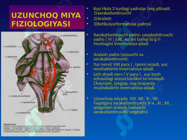 MARKAZIY NERV TIZIMINING FIZIOLOGIYASI 7