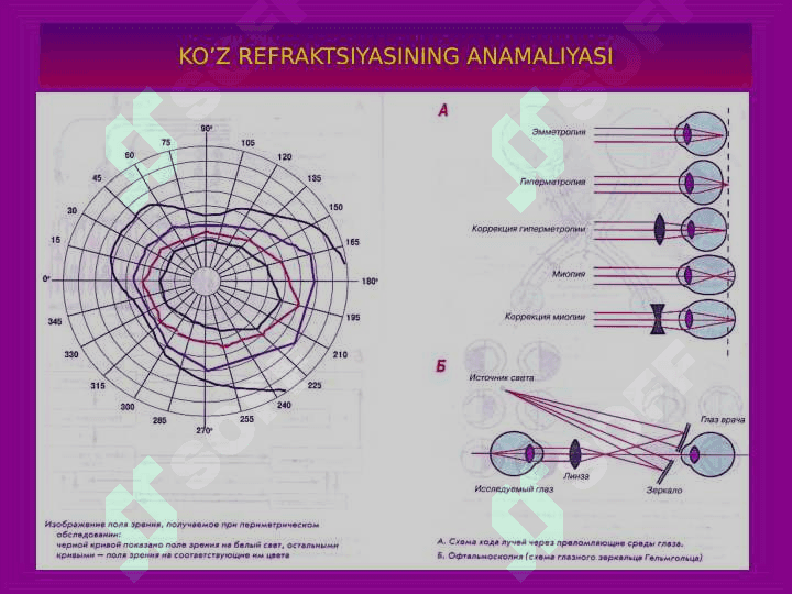 ANALIZATORLARNING FIZIOLOGIYASI 5